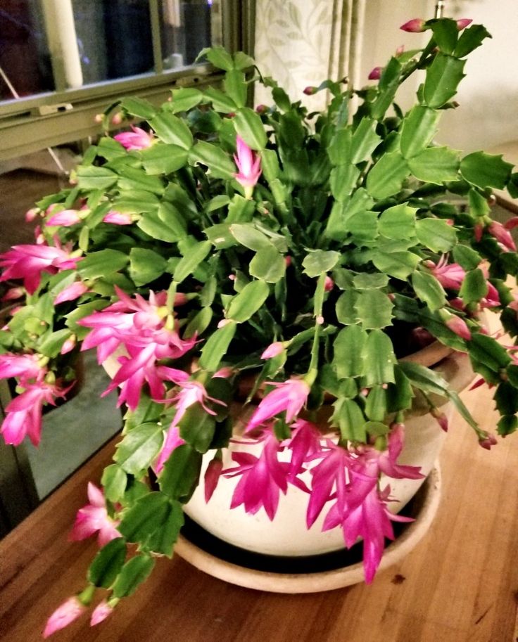 Desert Christmas Cactus