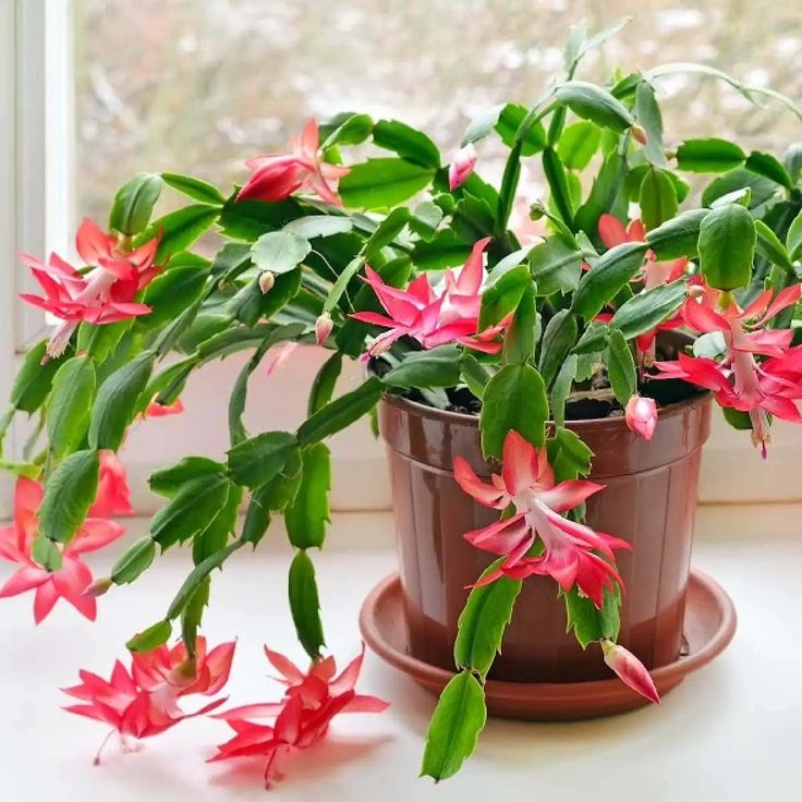 Holiday Cactus Types