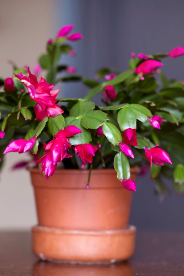 Christmas Plant Cactus