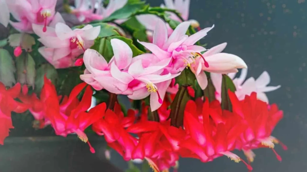 Christmas Cactus Care Indoors