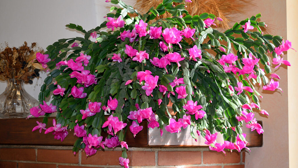 Christmas Cactus Care Indoors