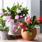 Christmas Cactus Care Indoors