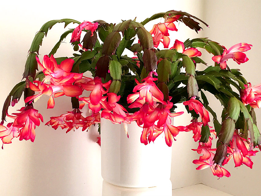 Christmas Cactus Care Indoors