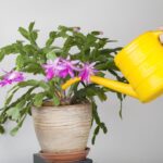 WATERING CHRISTMAS CACTUS