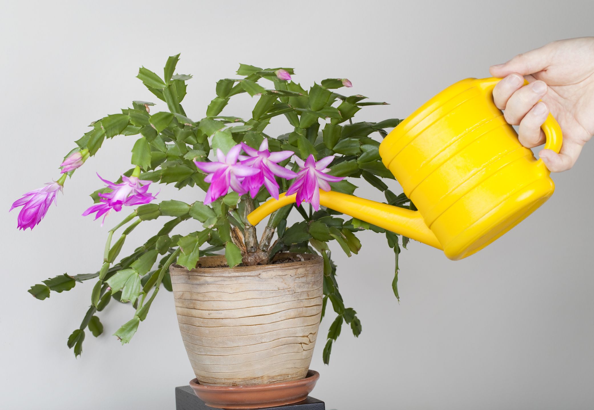 WATERING CHRISTMAS CACTUS