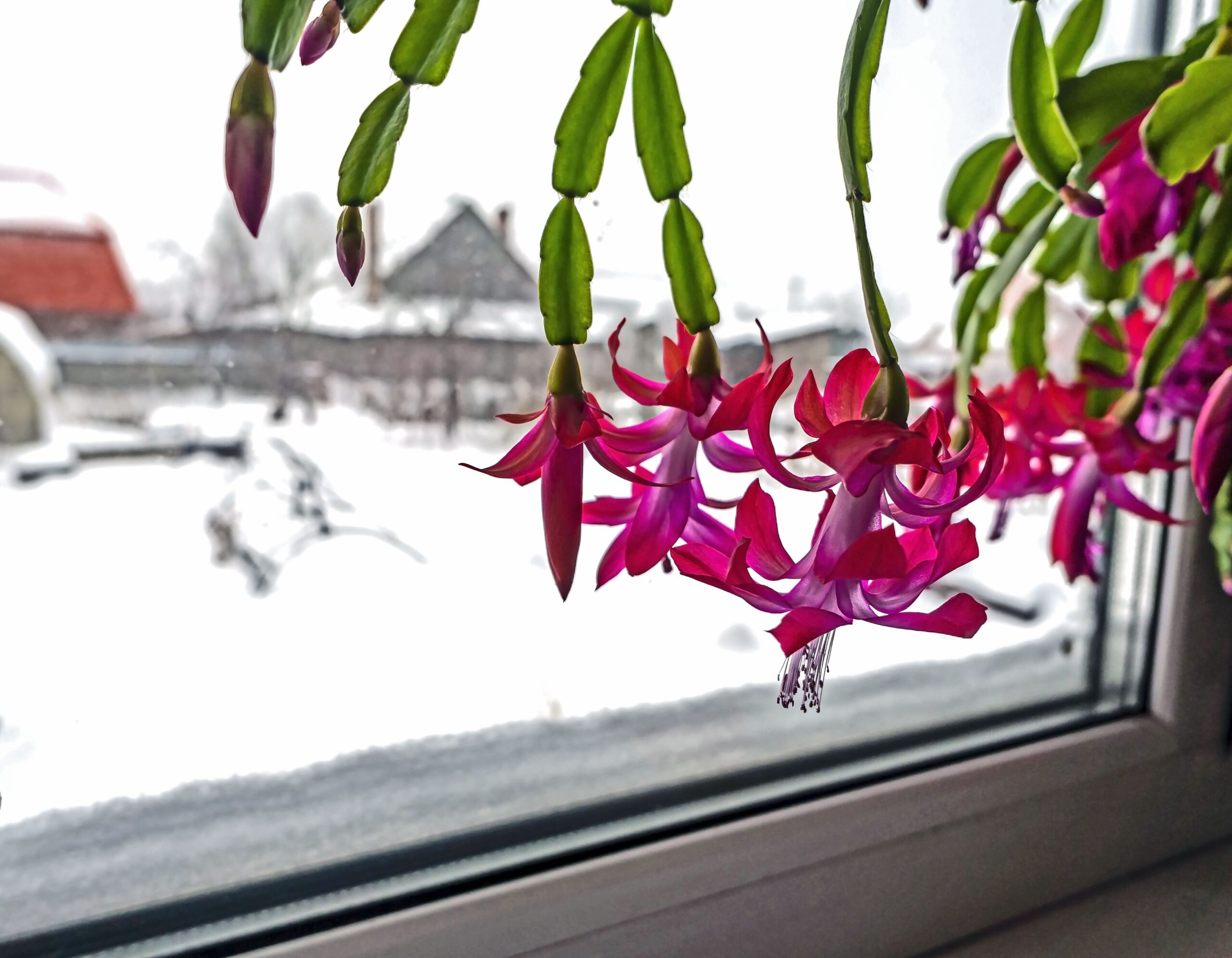 Christmas Cactus Care in Winter